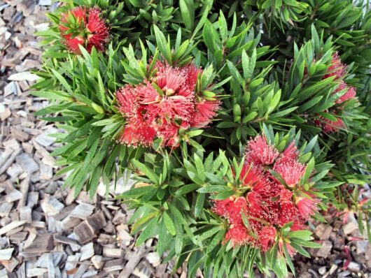 Callistemon Viminalis "Green John"