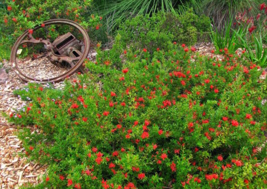 Rusty wheel leaning against lush green shrubs with vibrant red Grevillea 'New Blood' 6" Pot flowers.