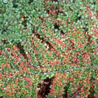 Cotoneaster "Rockspray Cotoneaster"