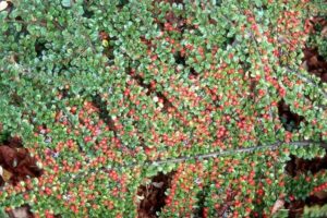 Cotoneaster "Rockspray Cotoneaster"