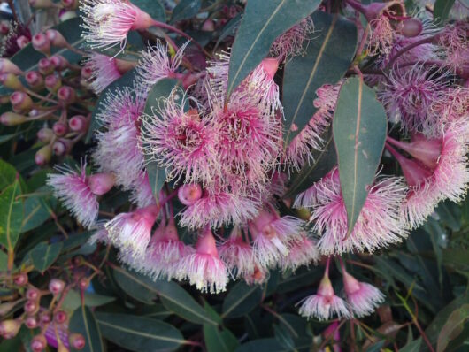 Corymbia Ficifolia "Fairy Floss"