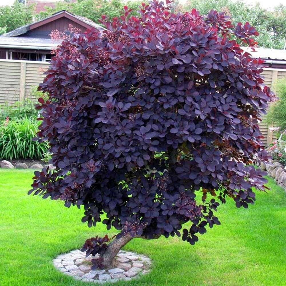 Image of Smoke bush variety 'Royal Purple' shrub