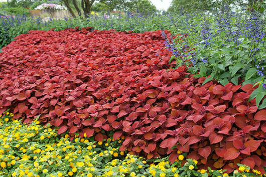 Coleus Campfire