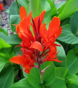 dwarf canna lily red