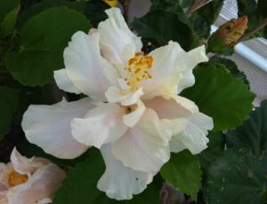 Hibiscus "White Kalakaua"