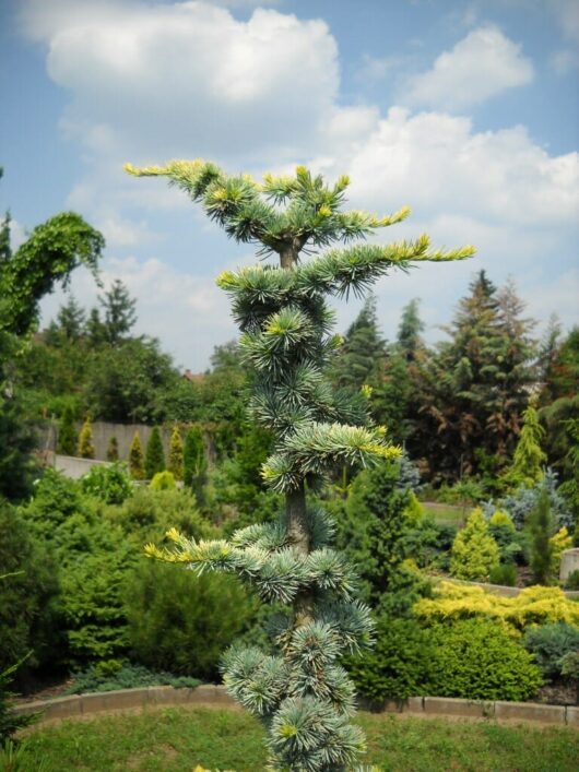 A Cedrus 'Silver Atlas' Cedar 10" Pot in a landscaped garden with a clear sky in the background.