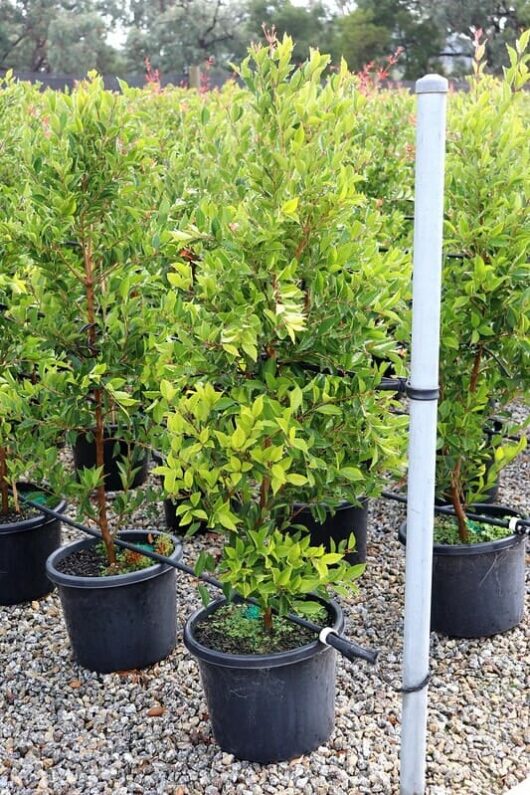 Potted shrubs, specifically Acmena 'Firescreen' Lilly Pilly 13" Pot, with green leaves displayed on a gravel surface, with a metal pole on the left side.