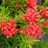 Grevillea juniperina hybrid