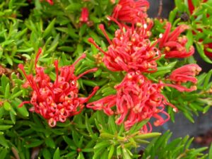 Grevillea juniperina hybrid