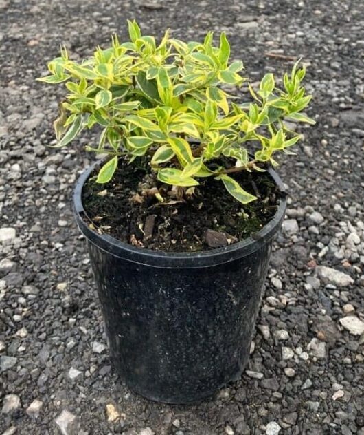 Abelia 'Lime Splice' 6" Pot