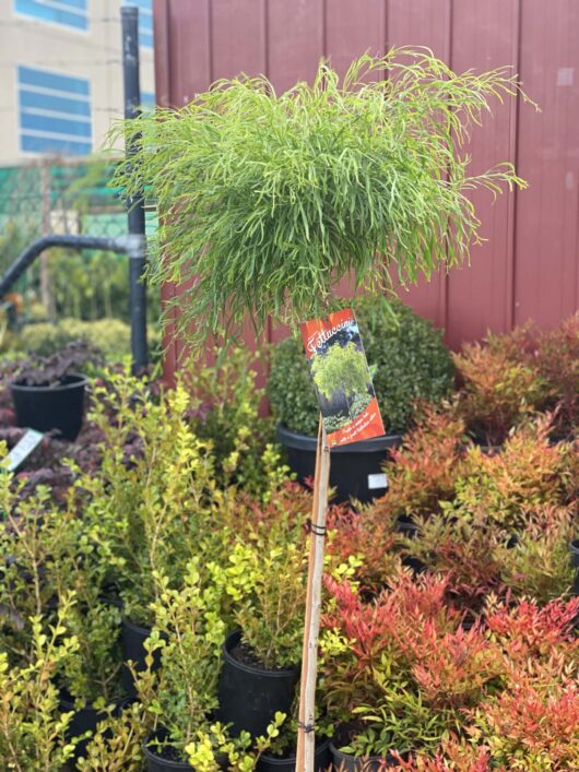 Acacia 'Fettuccini' Standard 12" Pot