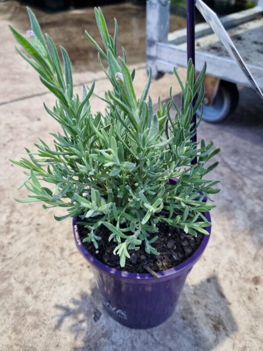 Lavandula 'The Princess' Lavender 8" Pot Growers Flash Sale!