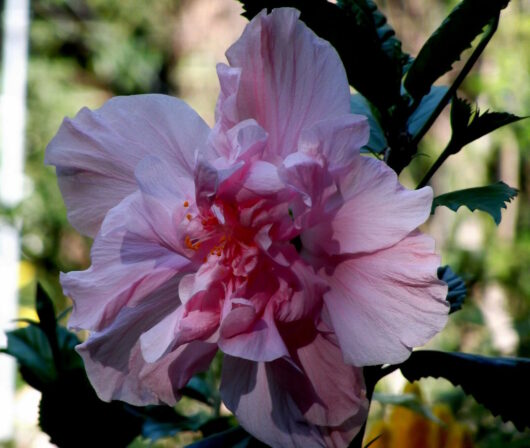 Hibiscus "Enid Lewis"