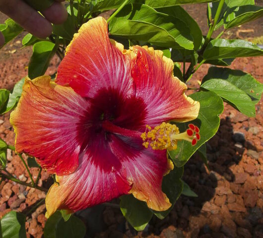 Hibiscus "Madang"