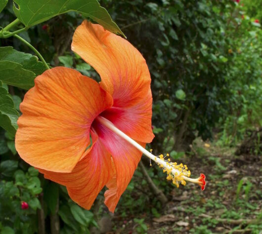 Hibiscus "Madang"