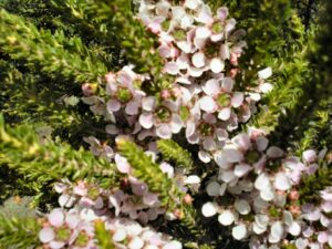 Leptospermum "Mozzie Blocker"