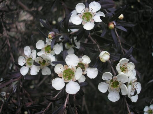 Leptospermum Starry Night