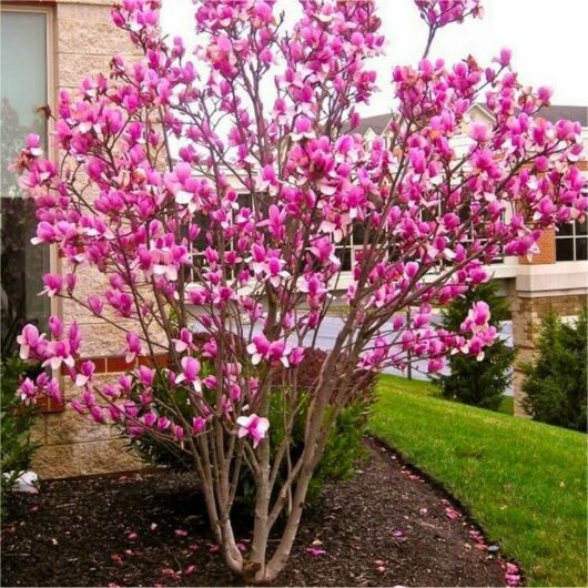 A Magnolia 'Rustica Rubra' 6" Pot with vibrant pink flowers, full bloom, set against a backdrop of a building and green lawn.