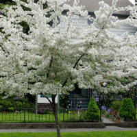 Crabapple "Golden Raindrops"