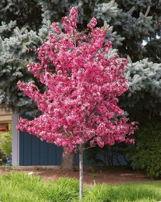 Crab Apple "Royal Raindrops"