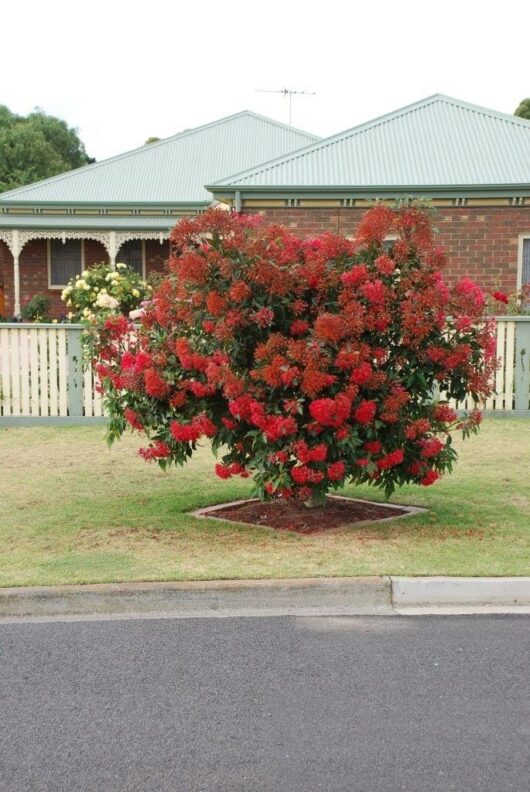 A vibrant red Corymbia 'Mini Red' Grafted Gum 16" Pot flowering bush in front of a suburban house with a green metal roof and a picket fence.