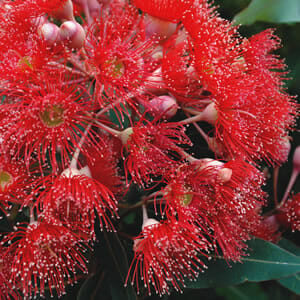 Close-up of vibrant red Corymbia 'Mini Red' Grafted Gum 16" Pot flowers with dew droplets on their filamentous stamens, surrounded by green leaves.