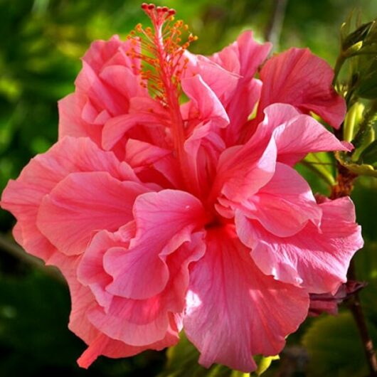 A close-up of a vibrant pink Hibiscus 'Kona' 6" Pot flower in full bloom.