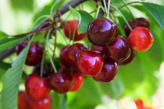 Close-up view of ripe, red Prunus 'Morello' cherries hanging on a branch with vibrant green leaves in the background.