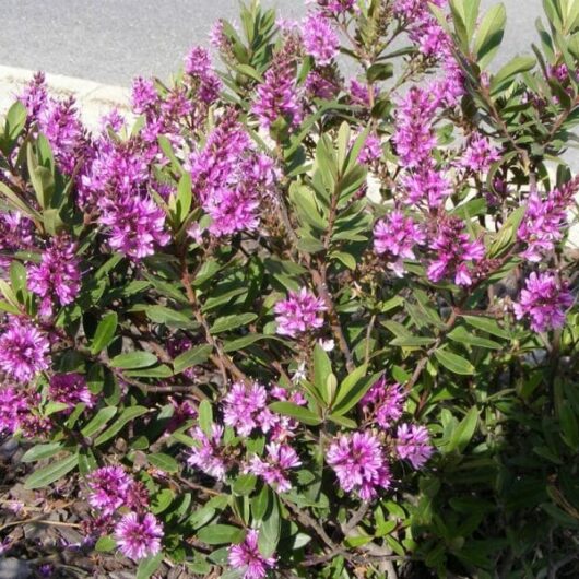 A bush with vibrant Hebe 'Wiri Charm' 6" Pot flowers in full bloom.