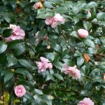 Camellia "Jean May"