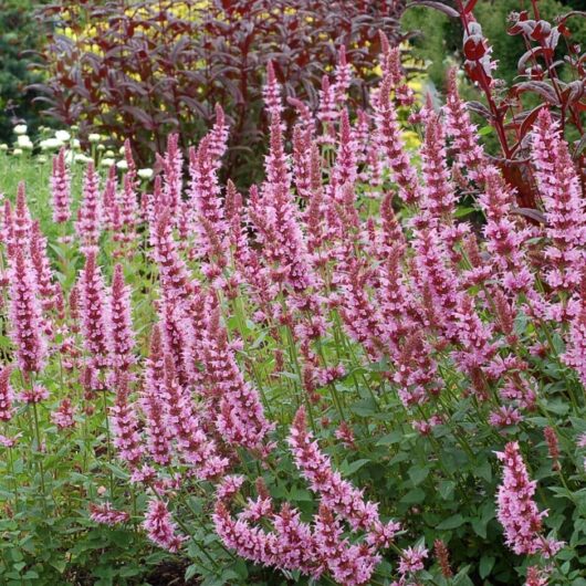 Agastache "Candy Pink Fiesta"