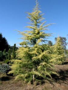 Cedrus "Silver Atlas Cedar"