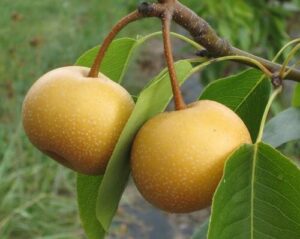 pyrus chojuro nashi asian pear
