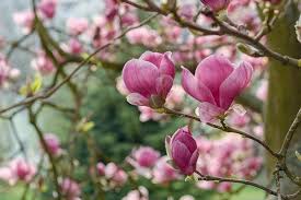 Pink Magnolia 'Rustica Rubra' 6" Pot blossoms in focus, with a blurred green background.