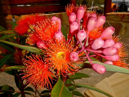 Close-up of vibrant red Corymbia 'Wild Sunset' Grafted Gum 8" Pot flowers with orange stamens and pink buds, amidst green leaves.