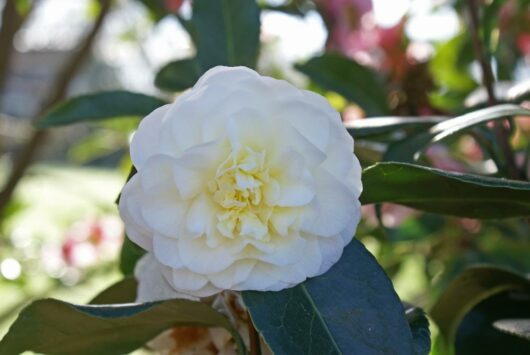 Camellia "Lemon Drop"