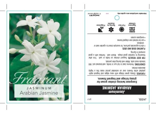 Jasminum sambac 'Arabian Jasmine' 6" Pot