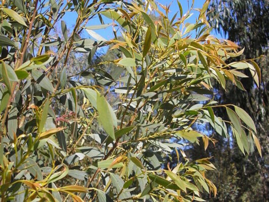 Eucalyptus "Little Star"