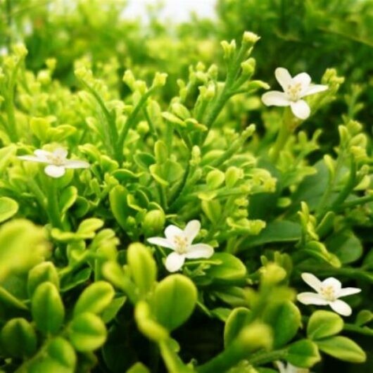 Small white Murraya 'Min a Min' 6" Pot flowers blooming among lush green foliage.