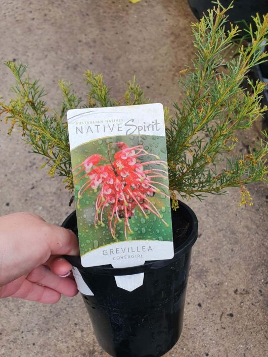 A hand holding a plant label for Grevillea 'Covergirl' 6" Pot in front of a potted plant with red flowers, labeled as Australian native spirit.