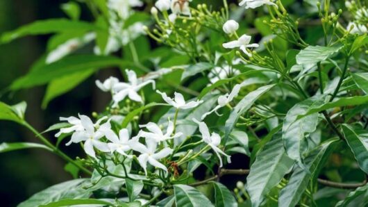 Jasminum "Arabian Jasmine"