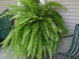 Nephrolepis "Boston Fern"