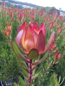 Leucadendron "Red Gem"