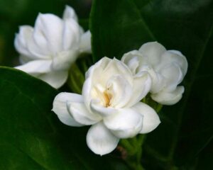 Jasminum "Arabian Jasmine"
