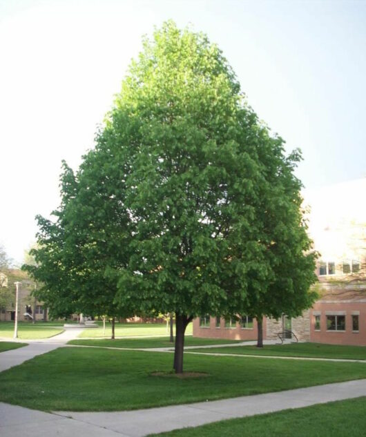 Tilia Cordata "Linden Tree"