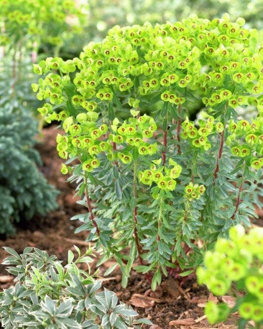 Close-up of a Euphorbia 'Baby Charm' 6" Pot showcased with vibrant green foliage and clusters of small, green-yellow flowers, flourishing amidst surrounding plants in a garden bed.