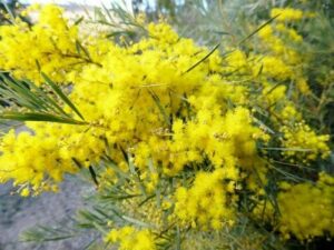 Acacia "Snowy River Wattle"