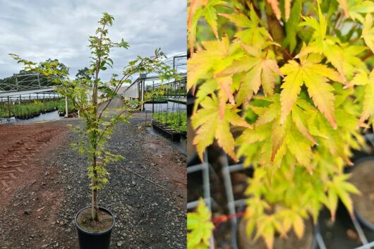 Acer 'Senkaki/Coral Bark' Japanese Maple 20" Pot Elite Grade