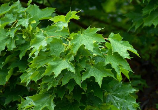 Acer platanoides 'Norwegian' Maple (Standard) 13" Pot