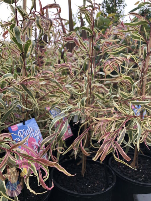 Agonis 'Pink Flamingo' 8" Pot plants for sale at a garden center.